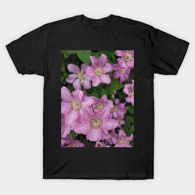 Clematis T-Shirt by Drgnfly4free